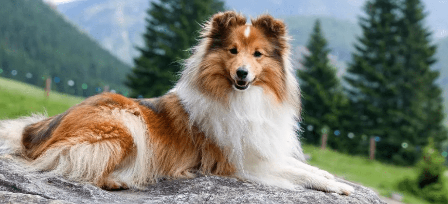 perro pastor de las islas shetland