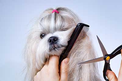la peluquería canina