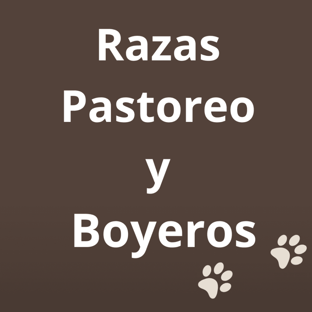 los Perros-de-Pastoreo-y-Boyeros