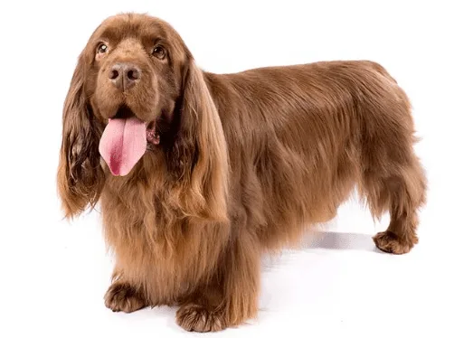perro sussex spaniel