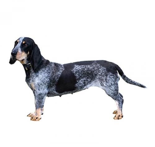 perro basset azul de gascuña