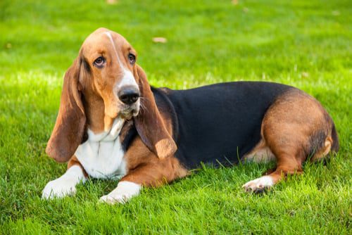 perro basset hound