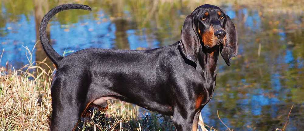 perro black and tan coonhound