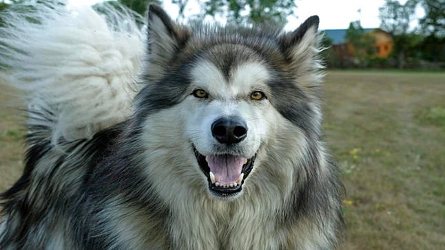 perro malamute de alaska