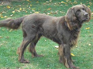 el perro de muestra alemán de pelo largo