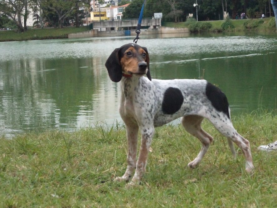 perro rastreador brasileño (Extinción)