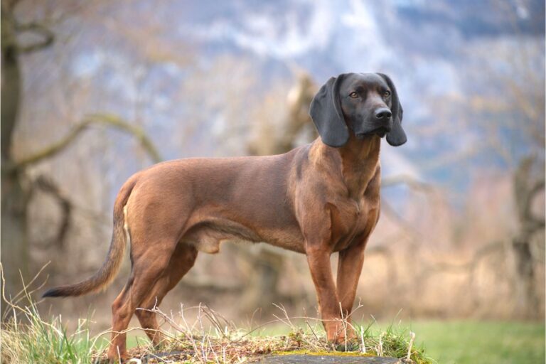 perro sabueso bávaro de montaña