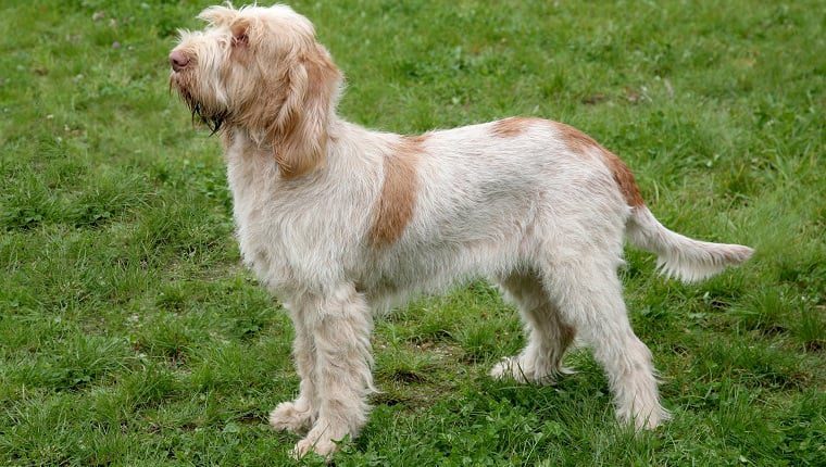 spinone