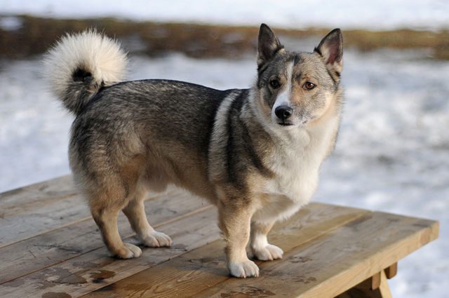 perro vallhund sueco
