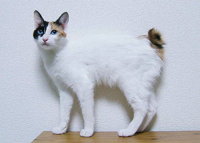 gato Bobtail japonés