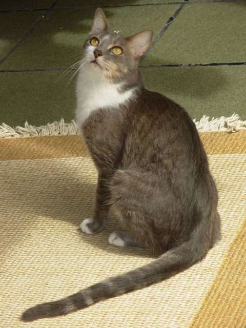 gato brazilian shorthair