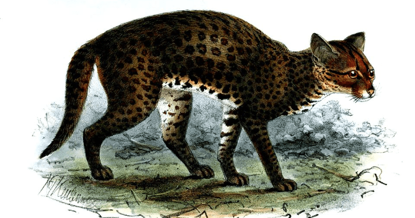 Gato Dorado Africano