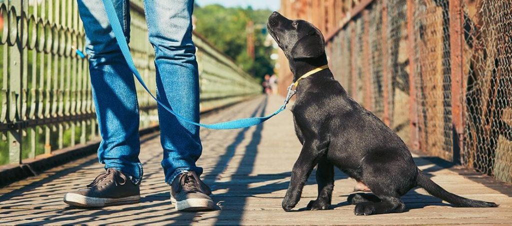 Curso para Domesticar a tu Perro en 5 Semanas sin registro gratis