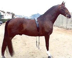 caballo Hackney