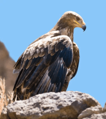 Águila de Hodgson