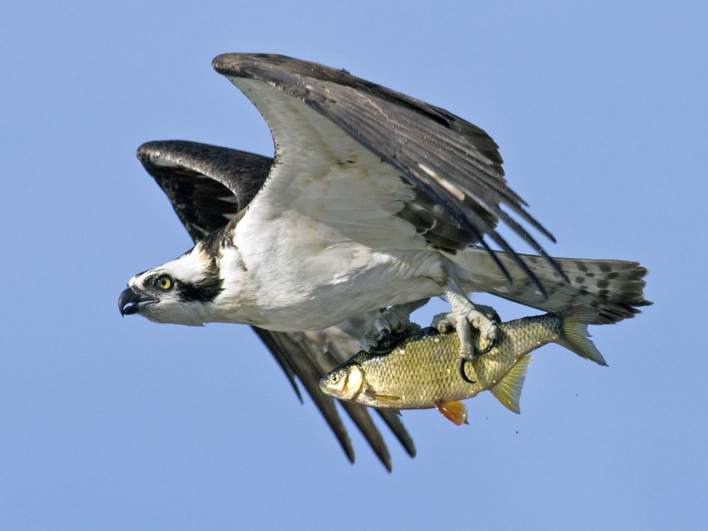 Águila pescadora