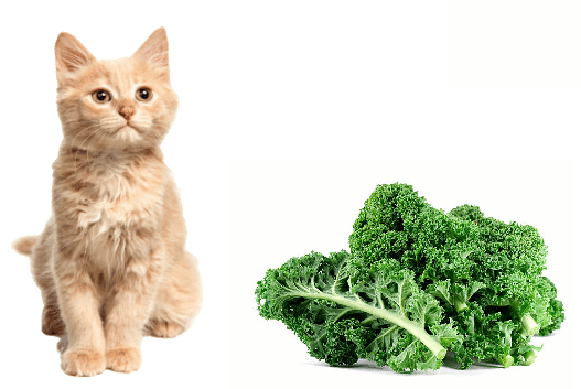 Los gatos pueden comer kale?