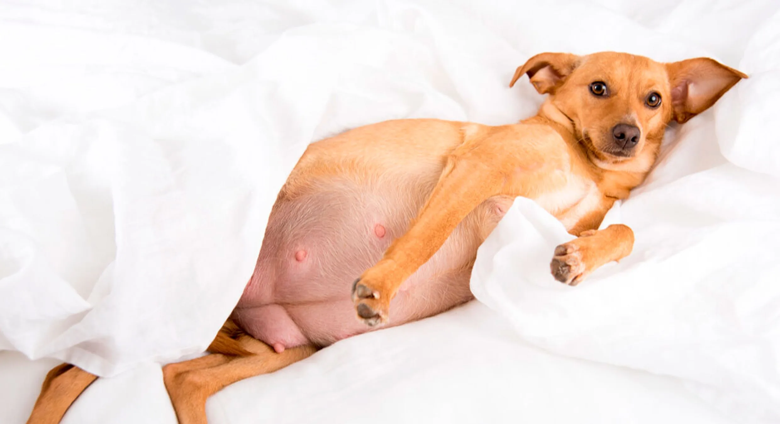 alimentos prohibidos para perra embarazada