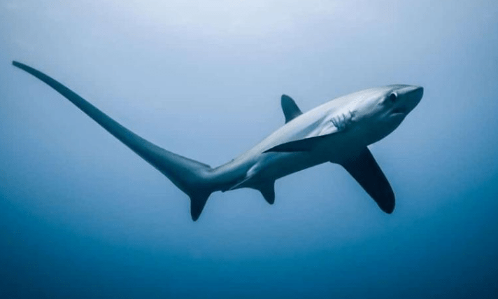 Alopias pelagicus: El Tiburón Zorro Pelágico