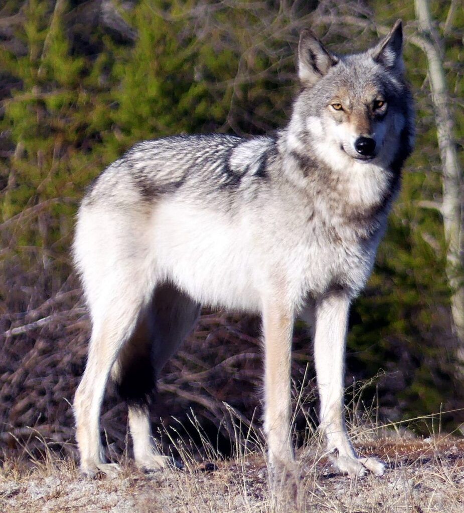 lobo Canis Lupus Nubilus