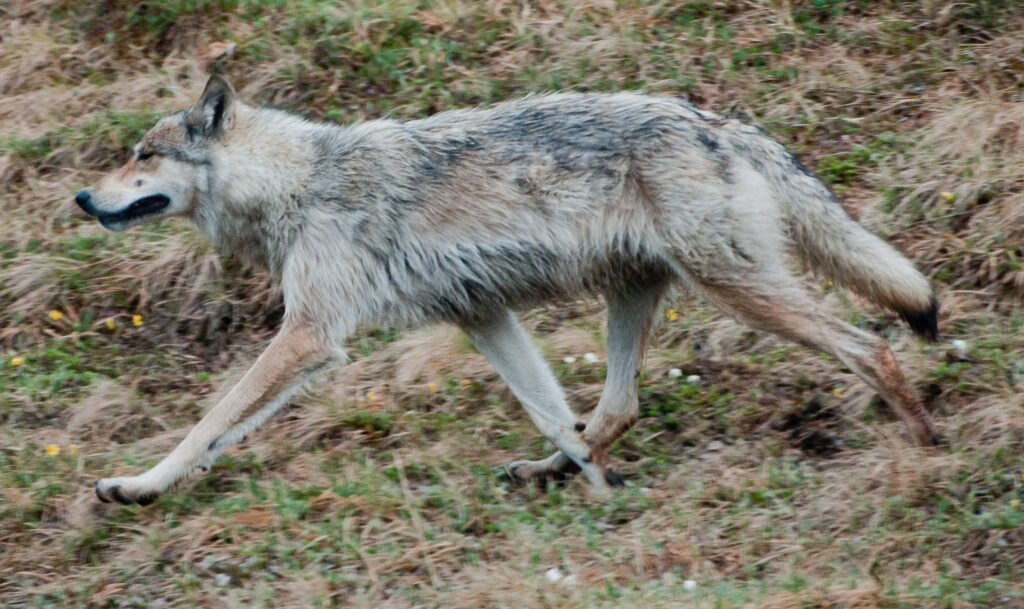 Canis Lupus Pambasileus: El Lobo de Terranova