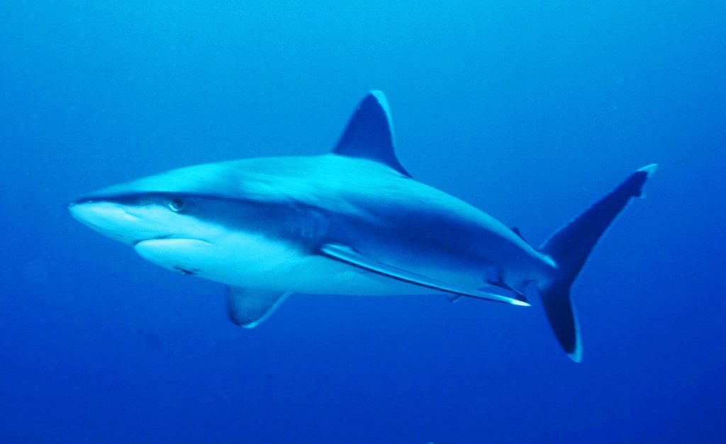Carcharhinus Albimarginatus: El Tiburón de Puntas Plateadas