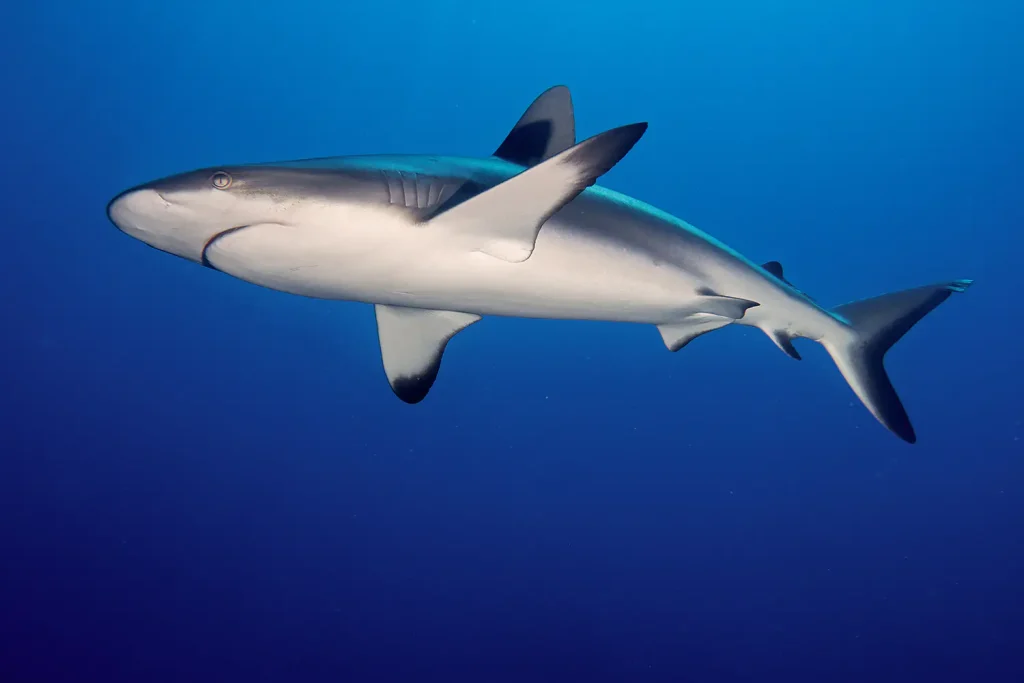 Carcharhinus Amblyrhynchos: El Tiburón Gris de Arrecife