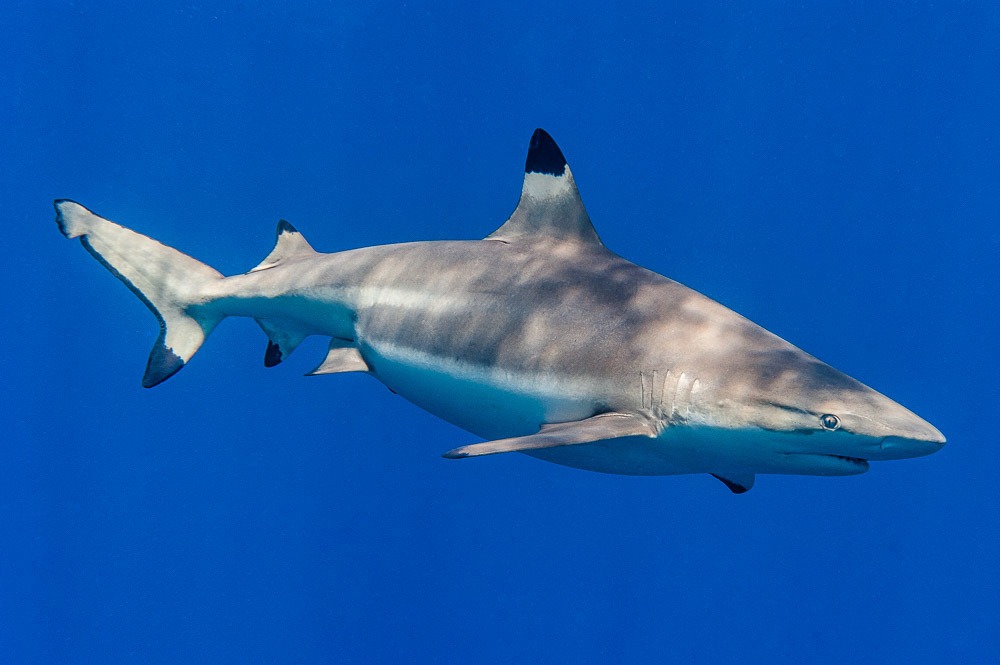 Carcharhinus Melanopterus: Tiburón de Puntas Negras de Arrecife