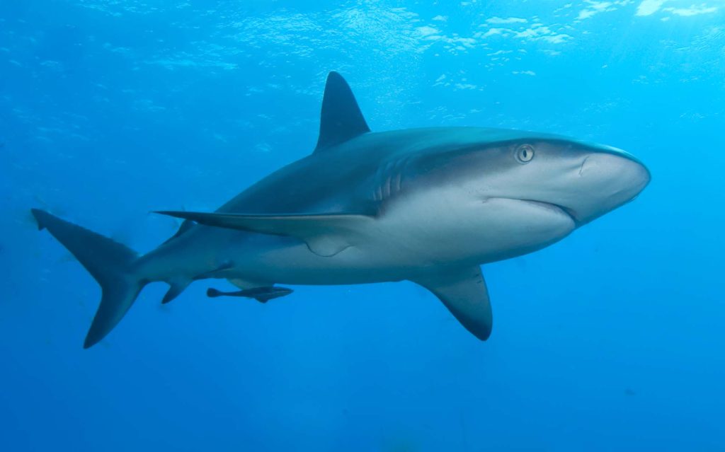 Carcharhinus perezi: El Tiburón Toro