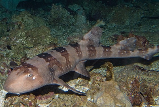 Chiloscyllium Plagiosum: El Tiburón Alfombra Rectángulo