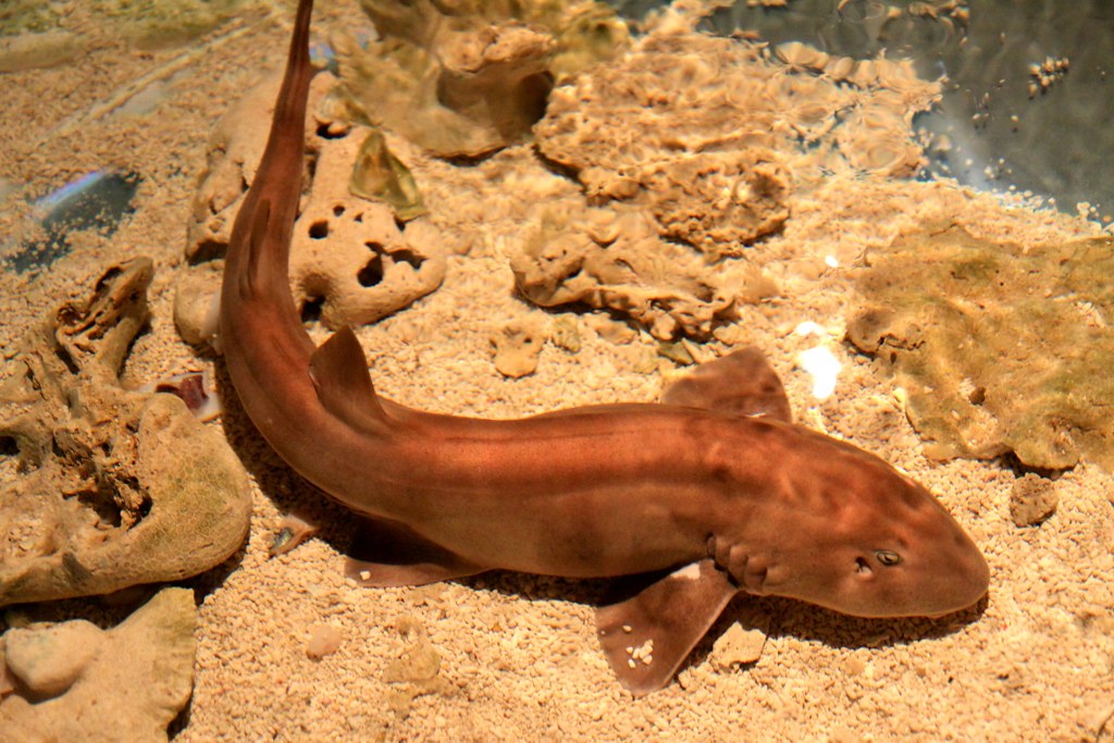 Chiloscyllium punctatum: El Tiburón Alfombra Punteado