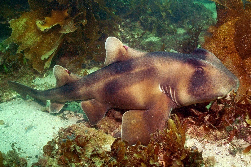 Heterodontus galeatus: El Tiburón Cabeza de Toro