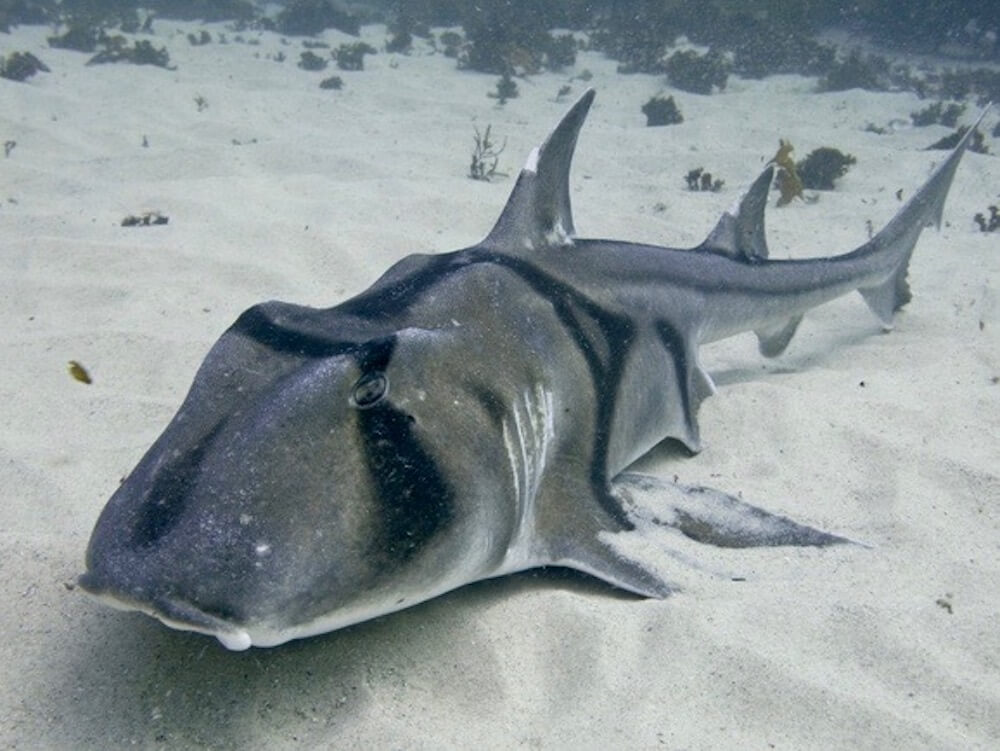 Heterodontus portusjacksoni: El Tiburón Port Jackson