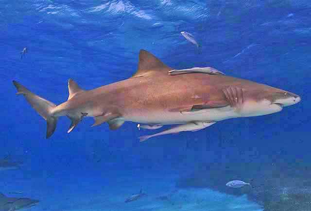 Negaprion Brevirostris: El Tiburón Limón