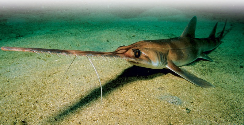 Pristiophorus Cirratus: El Tiburón Sierra Australiano