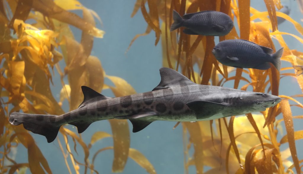Triakis Semifasciata: Tiburón Leopardo de California