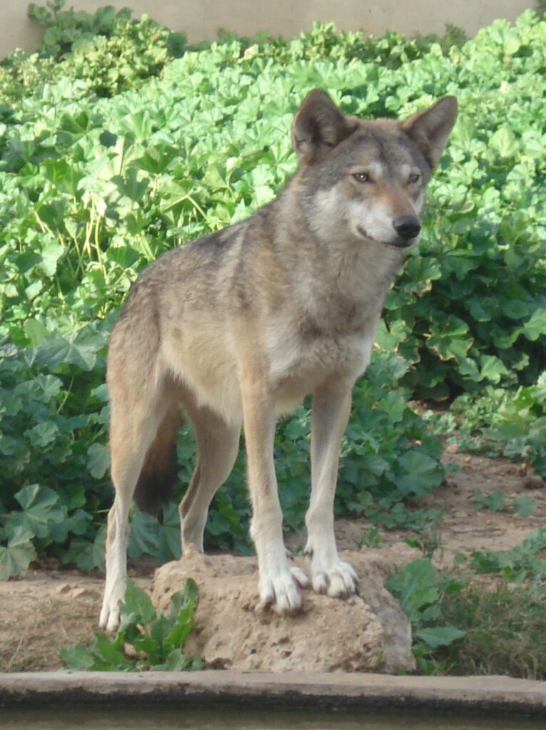 Canis lupus arabs: El Lobo Árabe en su Hábitat
