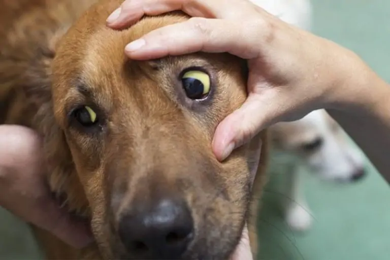 Hepatitis por Adenovirus en Perros