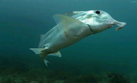 Callorhinchus milii: El tiburón fantasma
