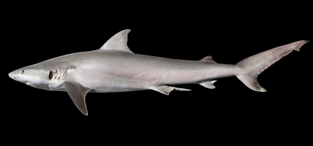 Carcharhinus Acronotus: El Tiburón de Morro Negro