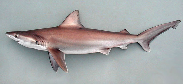 Carcharhinus Altimus: El Tiburón de Hocico Grande