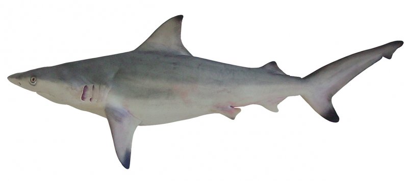 Carcharhinus Amblyrhynchoides: El Tiburón Grácil