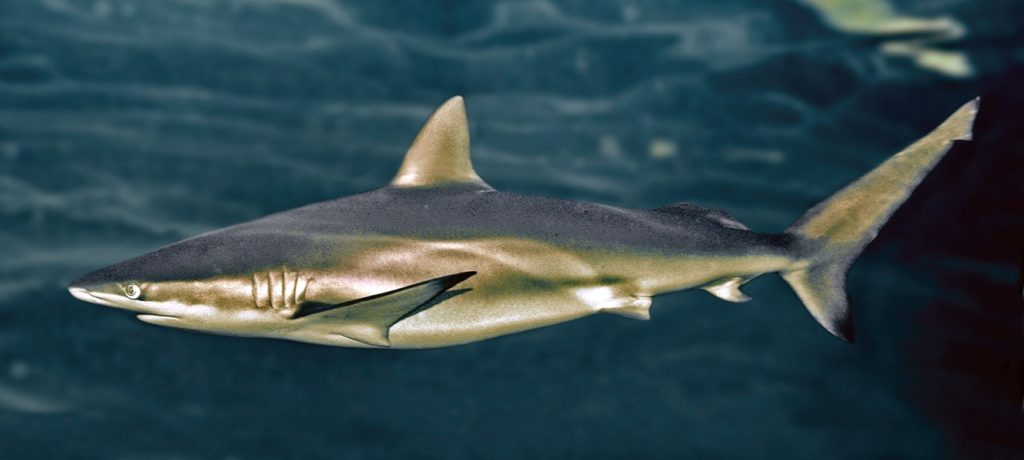 Carcharhinus brachyurus: El tiburón cobrizo o jaquetón cobre
