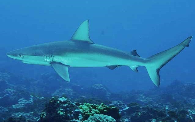 Carcharhinus Galapagensis: El Tiburón de Galápagos