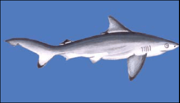Carcharhinus Hemiodon: El Tiburón de Pondicherry
