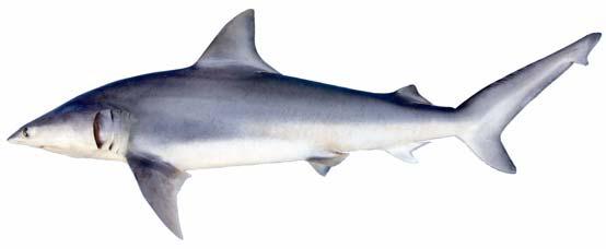 Carcharhinus Isodon: El Tiburón Dentiliso