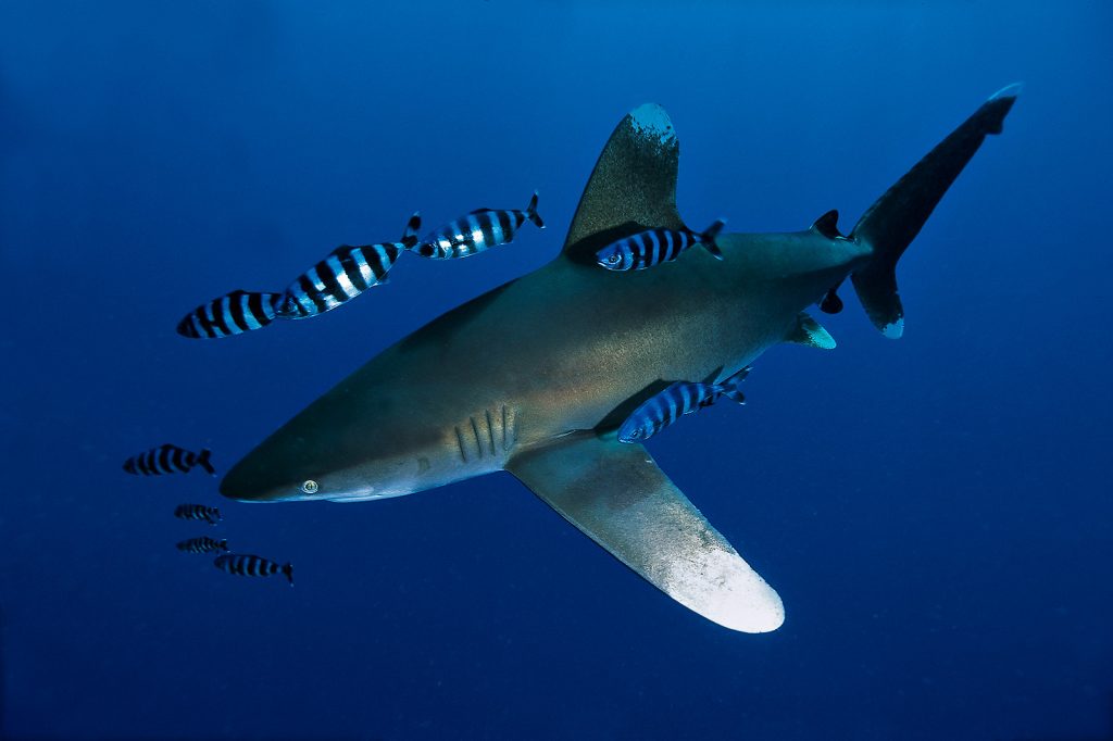 Carcharhinus Longimanus: El Tiburón Oceánico