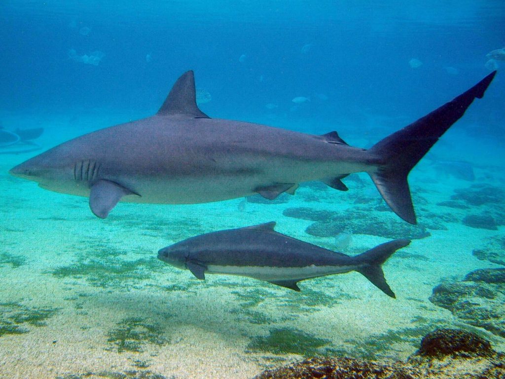Carcharhinus Obscurus: El Jaquetón Lobo o Tiburón Arenero