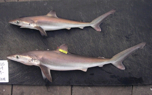 Carcharhinus Signatus: El Tiburón de Noche