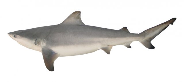 Carcharhinus Tilstoni: El Tiburón de Puntas Negras Australiano